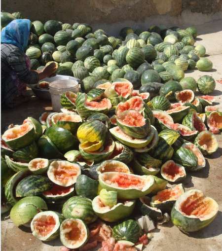 کشت هندوانه آجیلی در خراسان شمالی 49 درصد کاهش یافت