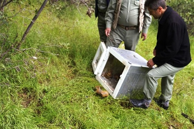 13 سنجاب در جنگل های بلوط کوسالان رهاسازی شد