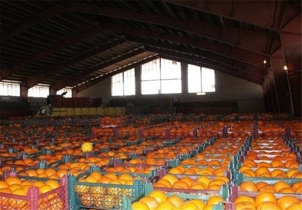 یک هزار و ۷۱۰ تُن میوه شب عید در کردستان توزیع شد