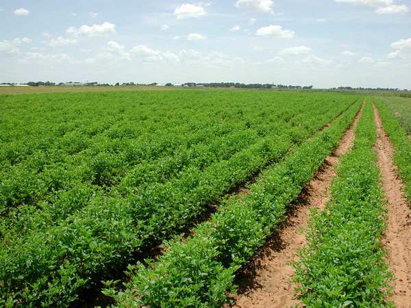 تخصیص بیش از 621 میلیارد ریال اعتبار برای توسعه بخش کشاورزی مریوان