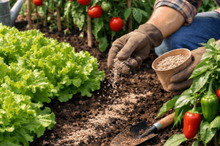 راهنمای کامل برای خرید بهترین کودها برای باغچه سبزیجات شما