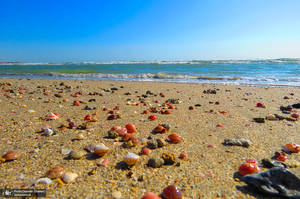 جزایر ناز یکی از عجایب هفتگانه قشم