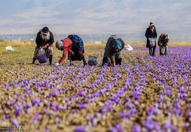 زمینه توسعه کشت زعفران در ابرکوه فراهم شده است