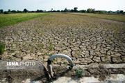 نبود آب موجب افزایش آفات و کاهش عملکرد محصول شده است
