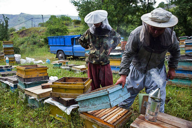 ۱۲۴ تن عسل در شهرستان بیجار تولید شد