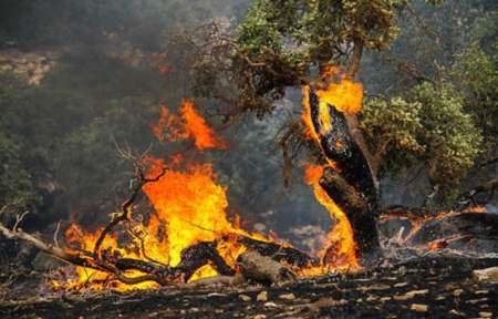 آتش سوزی در 40 هکتار از جنگل ها و مراتع سالند دزفول