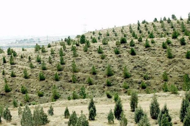 جنگل‌های طارم ۱۱۰ هکتار توسعه یافت