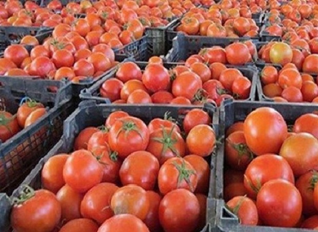 170هزارتن گوجه فرنگی در استان بوشهر برداشت شد