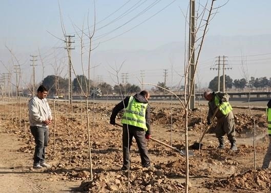 کاشت بیش از 900 نهال در منطقه 12 شهر کرج