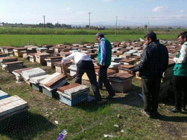 وجود بیش از 89 هزار کلنی زنبور عسل در خداآفرین
