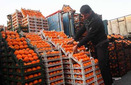 توزیع 600 تن میوه دولتی در بازارهای ایلام آغاز شد
