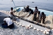 صید ساردین ماهی در آبهای جاسک 12درصد افزایش یافت