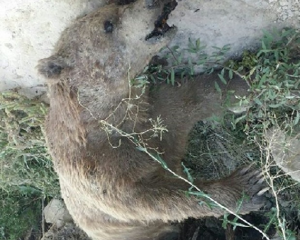 جسد خرس قهوه ای در خراسان شمالی کشف شد