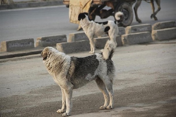 قدس آنلاین:سگ‌ها، ناطوران خطرناک شهرستان کارون