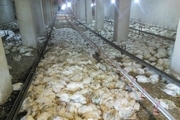 سرپرست شبکه دامپزشکی خاتم : 17 هزار قطعه مرغ در مروست تلف شد