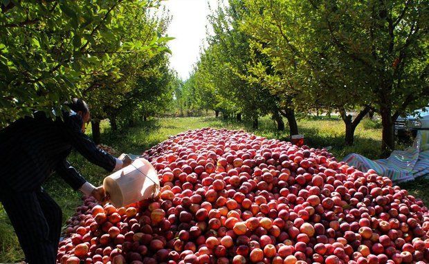 پیش بینی تولید 330 هزار تُن انواع محصولات باغی در کردستان
