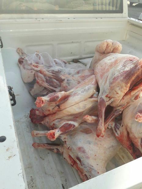 ضبط و معدوم سازی 155 کیلوگرم گوشت کشتار غیرمجاز در هرسین