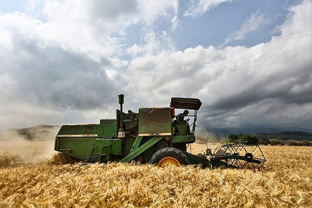 پیش بینی تولید گندم در کردستان 1.2 میلیون تن است