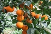 برداشت پرتقال و لیموشیرین از باغ‌های ایذه آغاز شد