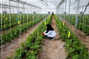 تولید 2500 تن محصول سبزی و صیفی در چهارمحال و بختیاری