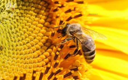همدان 9 درصد عسل کشور را تولید می کند