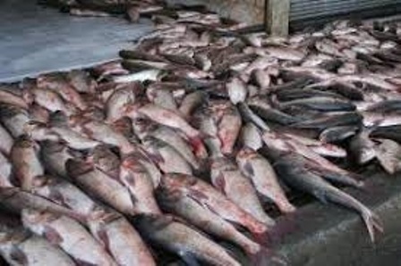 توقیف خودروی غیرمجاز حمل ماهی در قزوین
