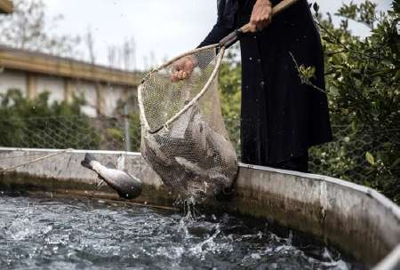 370 تن ماهی در خراسان شمالی تولید شد