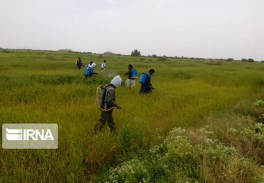 مبارزه با آفت گندم در اراضی کشاورزی ایلام انجام شد