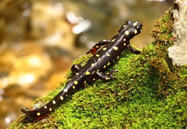 زاد و ولد امیدبخش سمندر کردستانی در اصلی‌ترین زیستگاهش