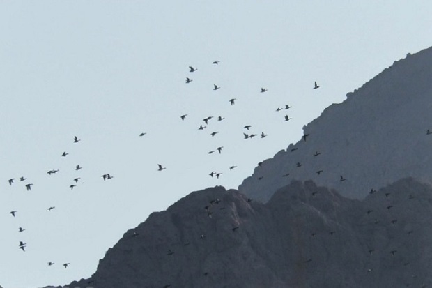 یکهزار پرنده مهاجر در سد رزه درمیان سرشماری شد