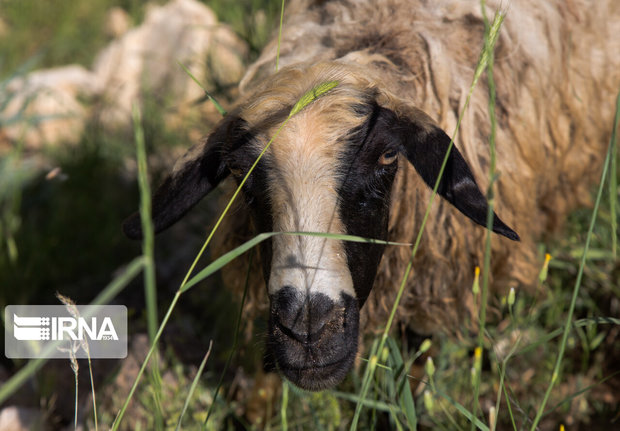 ۹۷ راس گوسفند قربانی تصادف رانندگی در همدان