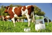 تولید 100 تنی شیر در دامداری های قائم شهر  افزایش 10 درصدی تولید شیر