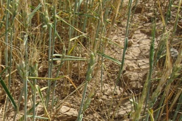 2 هزار هکتار از مزارع گندم باشت خسارت دید
