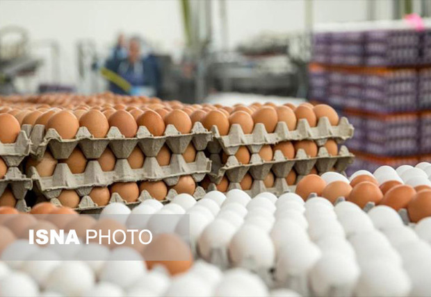 کمبود 4000تنی تولید تخم مرغ در کهگیلویه و بویراحمد