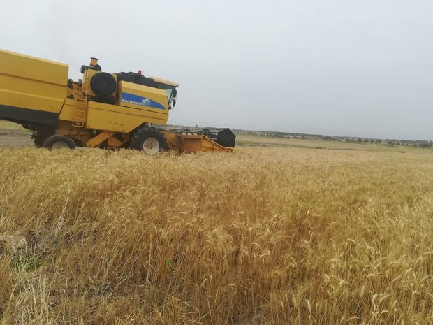 کشاورزان ایرانشهری ۱۱ تن گندم به عنوان زکات پرداخت کردند