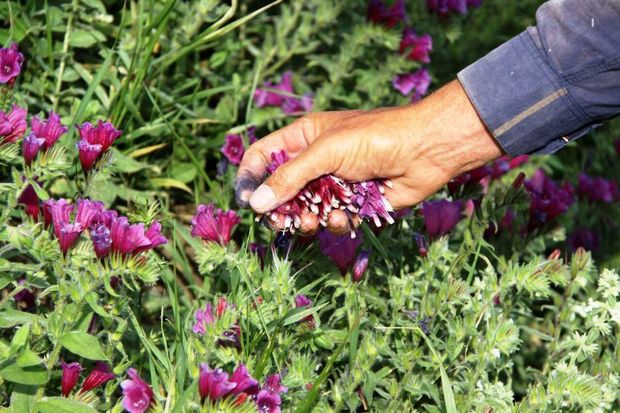 گیاهان دارویی فارس، سرمایه‌ای برای صندوق حمایت از توسعه منابع طبیعی است