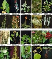 ایجاد کلکسیون گیاهان دارویی با 170 گونه گیاهی در استان اردبیل