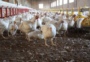 ادعای پرورش مرغ تریاکی در کشور جنجالی شد/ اتحادیه مرغداران گوشتی اطلاعیه داد