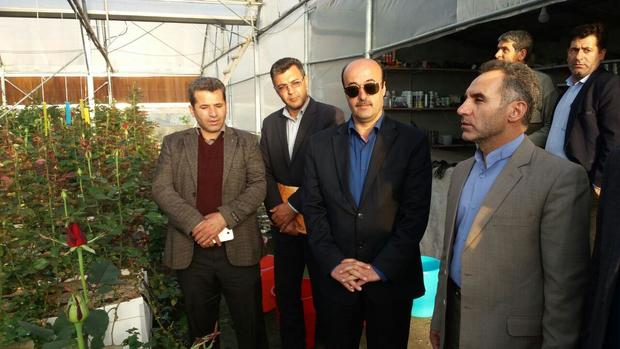 کشت گیاهان دارویی در استان اردبیل حمایت می شود