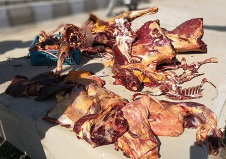 کشف 450 کیلوگرم گوشت الاغ از یک قصابی در چنارشاهیجان کازرون