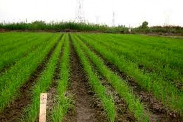 خشکه کاری برنج در 2 هزار هکتار از اراضی کارون