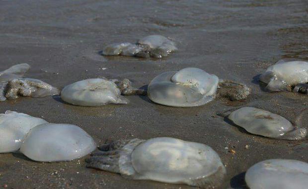مرگ دسته جمعی عروس های دریایی در سواحل بندر چابهار مورد تایید نیست