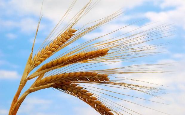 220 هزار تُن گندم به قیمت  تضمینی از کشاورزان اصفهان خریداری شد
