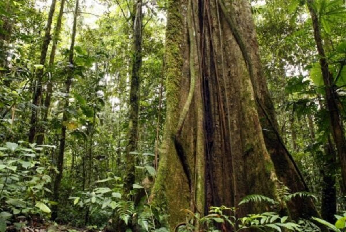 کشف بلندترین درخت جنگل های آمازون با ارتفاع 88/5 متر/ عکس