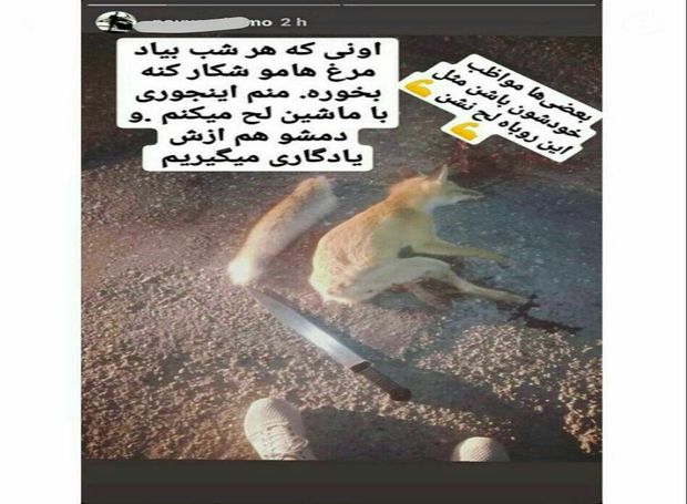 نشردهنده عکس روباه شکار شده در فضای مجازی تحت پیگرد قرار گرفت