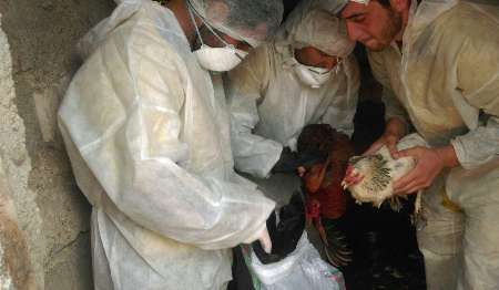 یک مورد مثبت آنفلوانزای مرغی در بناب