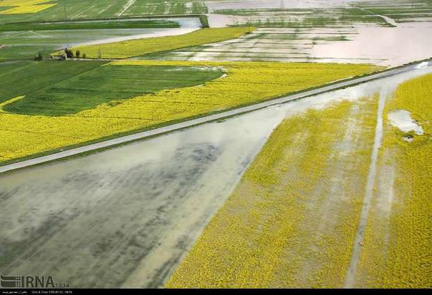 خسارت وارده به کشاورزی گلستان 12 هزار میلیارد ریال اعلام شد