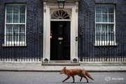عبور یک روباه از کنار دفتر نخست وزیر انگلیس ! + تصویر