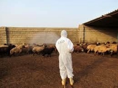 فعالیت 25 گروه سم پاشی برای جلوگیری از شیوع تب کریمه کنگو در همدان