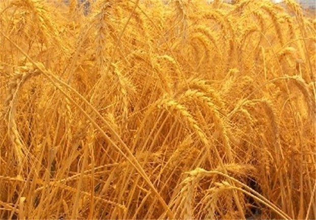 ارقام بذرهای گندم و جو به طور کامل در داخل تولید می شود